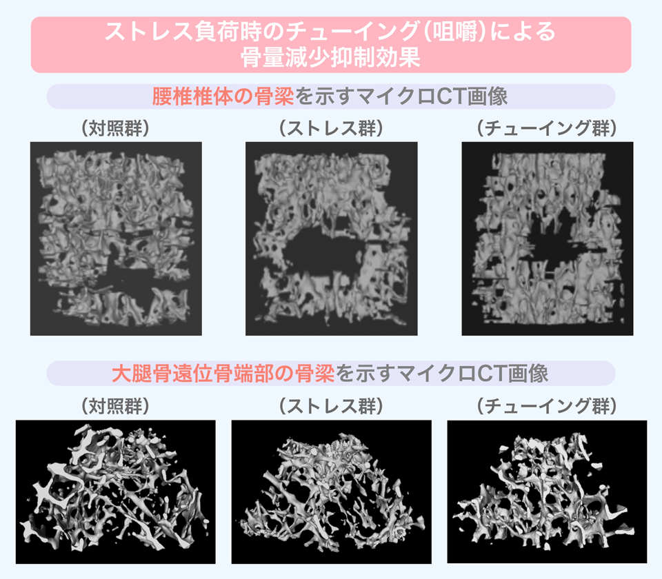 ストレス負荷時のチューイング（咀嚼）による骨量減少抑制効果