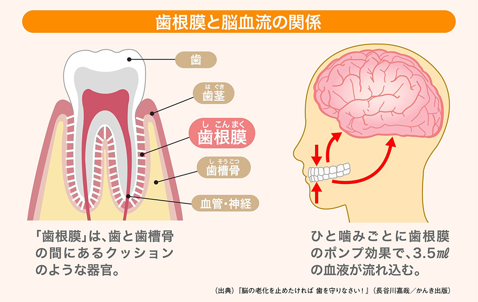 歯根膜と脳血流の関係