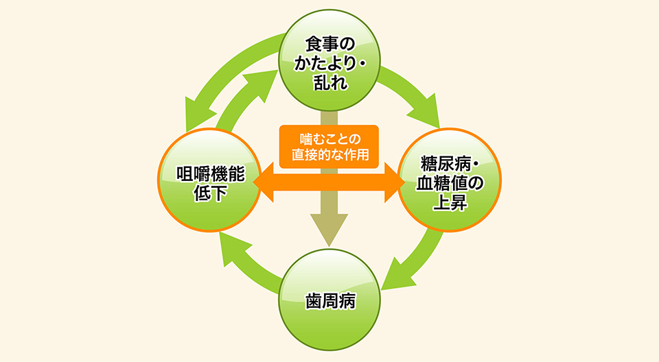 歯根膜と脳血流の関係