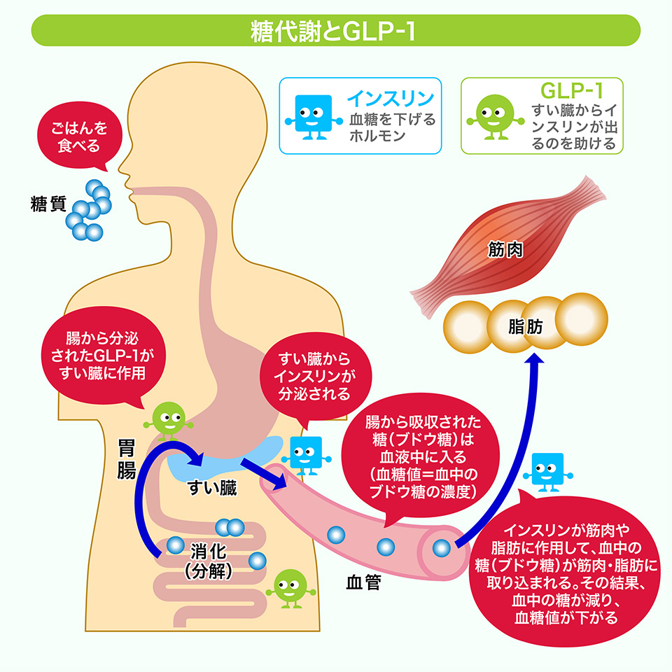 歯根膜と脳血流の関係