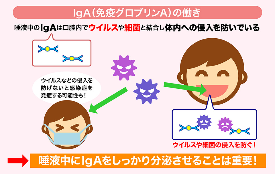 歯根膜と脳血流の関係