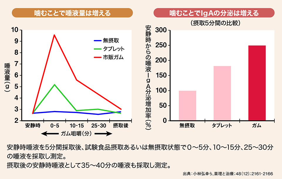 歯根膜と脳血流の関係