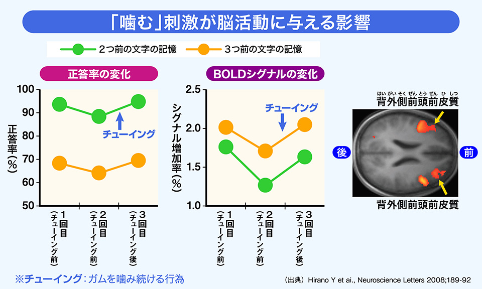 「噛む」刺激が脳活動に与える影響