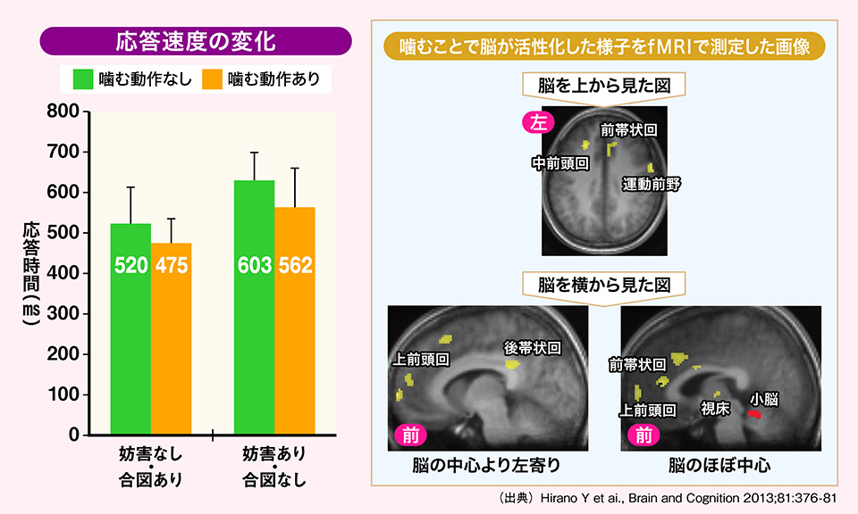 応答速度の変化 / 噛むことで脳が活性化した様子をMRIで測定した画像