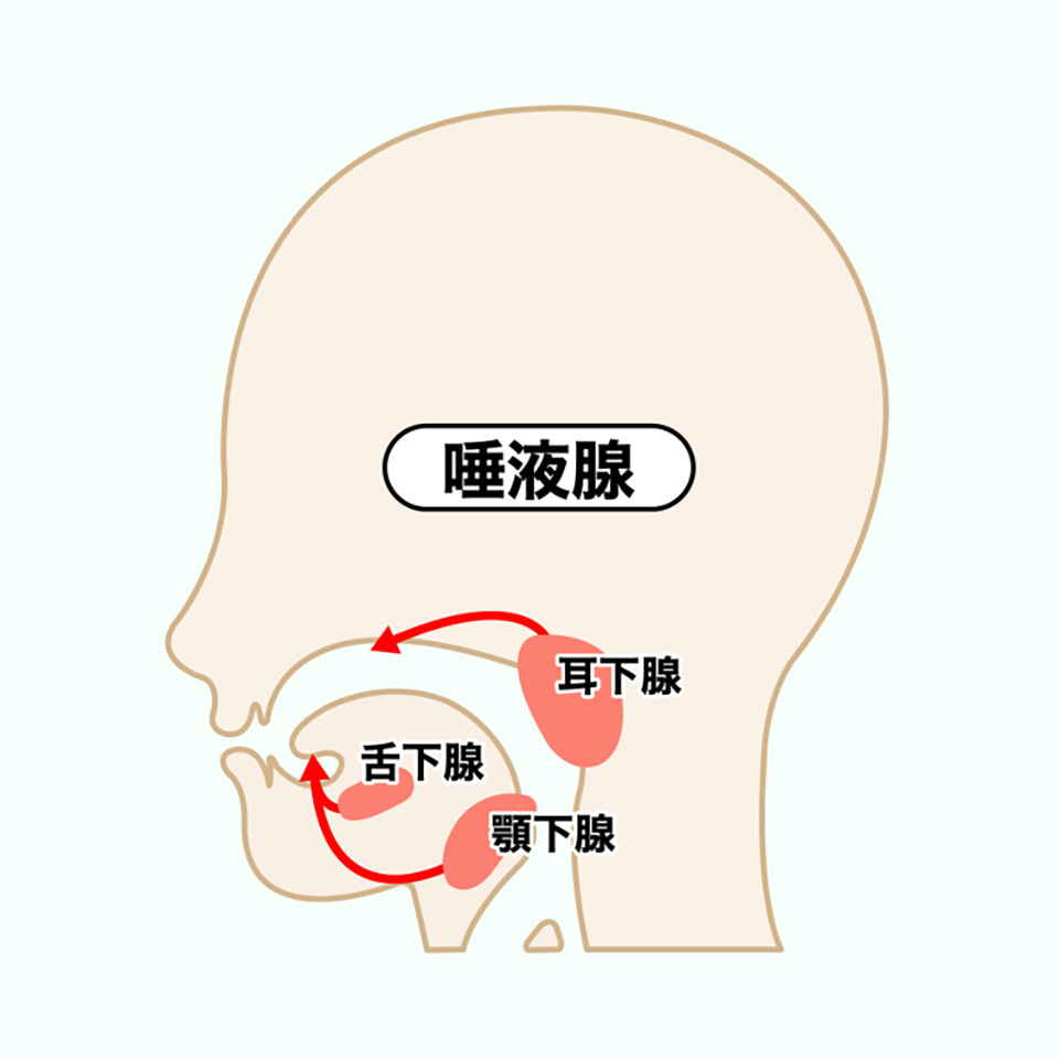 唾液腺