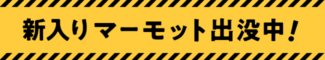 新入りマーモット出没中!